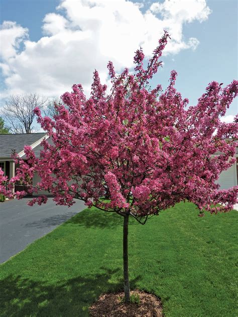 Small Spring Flowering Trees Ohio Gardener Web Articles Flowering