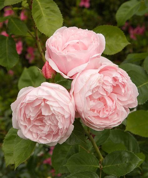17 Of The Most Fragrant Roses For Sweet Scents All Season Long
