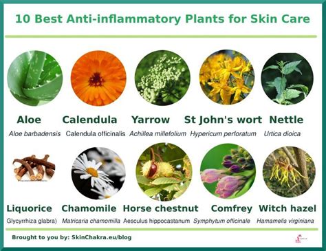 anti pimples herbal plants class of herbal and medical