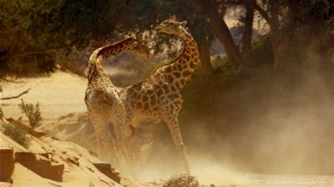 Bbc One Africa Kalahari Behind The Scenes Giraffe Fight