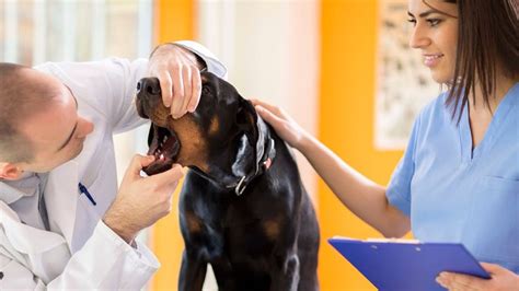 We are excited to be a part of the southern california veterinary group family of animal hospitals. VCA Advanced Veterinary Care Center | Veterinarian ...