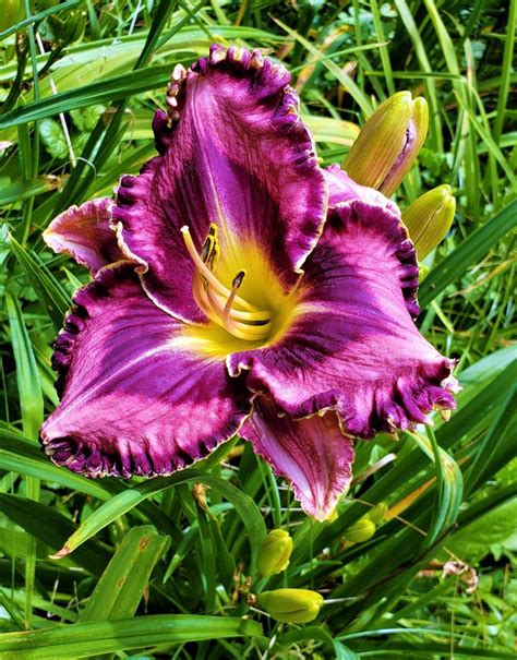 Photo Of The Bloom Of Daylily Hemerocallis A Night To Remember