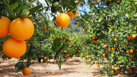 Bloomy Orange Garden In Valencia Sensoryco