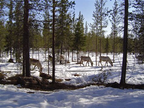 Lapland Natuur Mooiste Plekken En Bijzondere Reizen