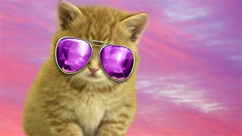 Cat With Glasses Wallpapers Wallpaper Cave