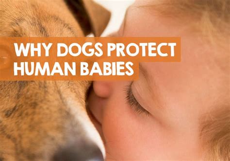 Why Do Dogs Protect Babies Guarding And Defending Behavior