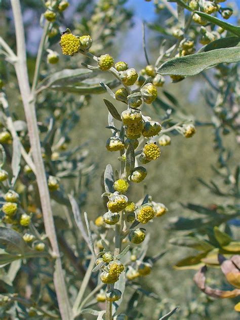 Artemisia Absinthium Wormwood