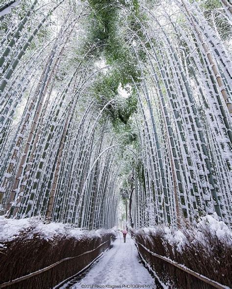 The Famous Arashiyama Bamboo Grove In Sagano Kyoto Shows Another Shade