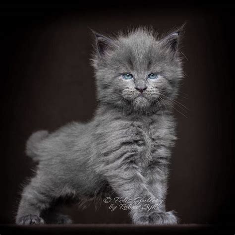 Maine Coon Kittens 20 Photos Of Who Look Like Majestic Gentle Giants
