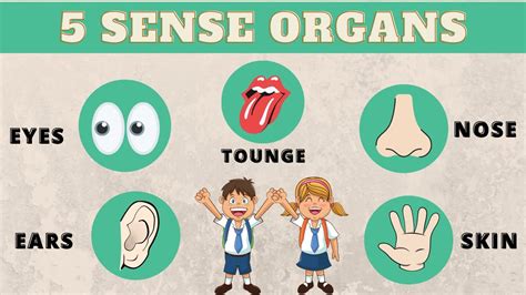 Five Sense Organs Our Five Senses And 5 Sense Organs Sense Organs
