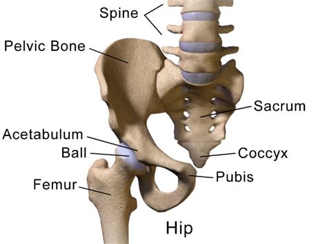 Hip Impingement Fai Central Health Physiotherapy