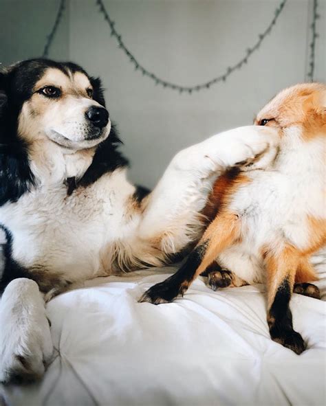 Pet Fox Becomes Best Friends With A Dog Bored Panda