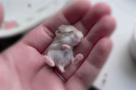 27 Tiny Animals That Are Too Cute To Handle