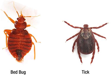 Ticks Vs Bed Bugs Pest Control Gurus