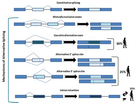 constitutive splicing and the five main types of alternative splicing download scientific