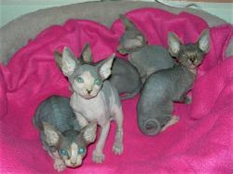 Barenuddles sphynx offers adorable sphynx kittens for sale. TICA reg Sphynx Kittens FOR SALE ADOPTION from Lebanon ...