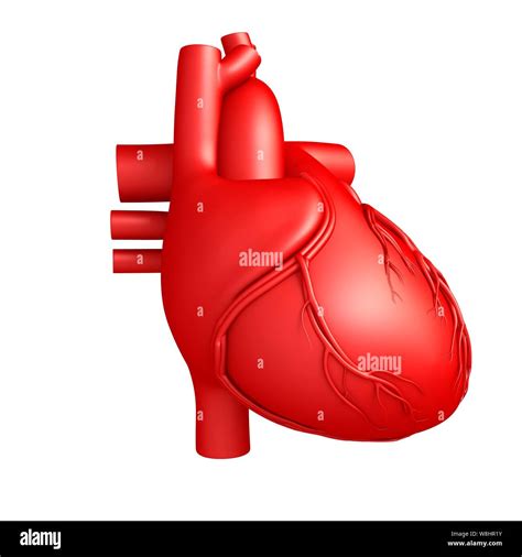 Illustration Of Human Heart Anatomy Stock Photo Alamy