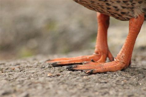 Duck Feet Graeme Paterson Flickr