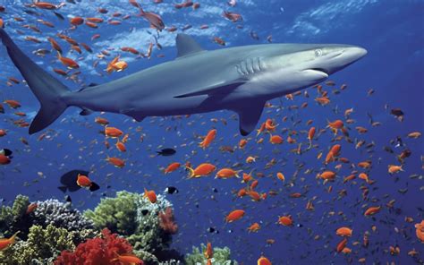 Ocean Shark Underwater World Exotic Fish Coral Desktop Wallpaper Hd