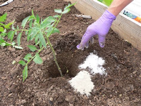 21 Amazing Uses Of Epsom Salt For Gardening Gardenoid