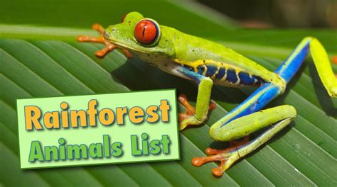 Tropical Rainforest Animals List Animals In The Tropical Rainforest
