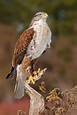 Birds of prey – Mike Lentz Nature Photography