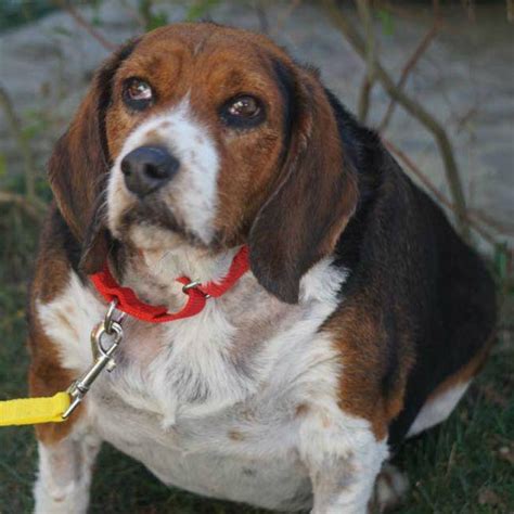 Beagle Abandonado Por Ser Muito Velho E Gordo Encontra Amor E Carinho