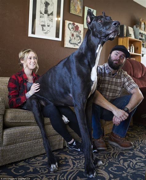 Meet Rocko The 167 Pound Great Dane Who Stands 7 Feet Tall On His Hind Legs Eats 8 Cups Of