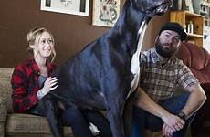 dane great dog tallest tall feet legs giant hind rocko pound largest breeds worlds seven meet his living vying cups