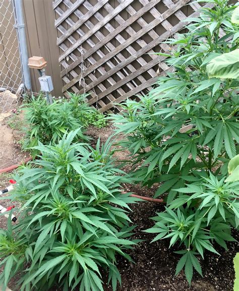 The main elements a plant consumes are nitrogen one drawback to using synthetic fertilizers to fertilize indoor plants is that they're limited to their labeled. Fertilizing Marijuana Plants with Fish Fertilizer
