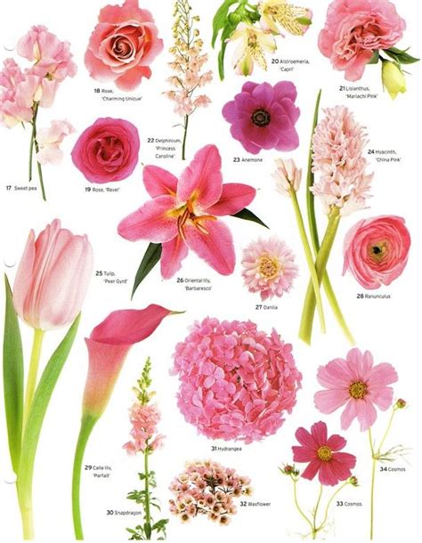 Pink Flowers Names