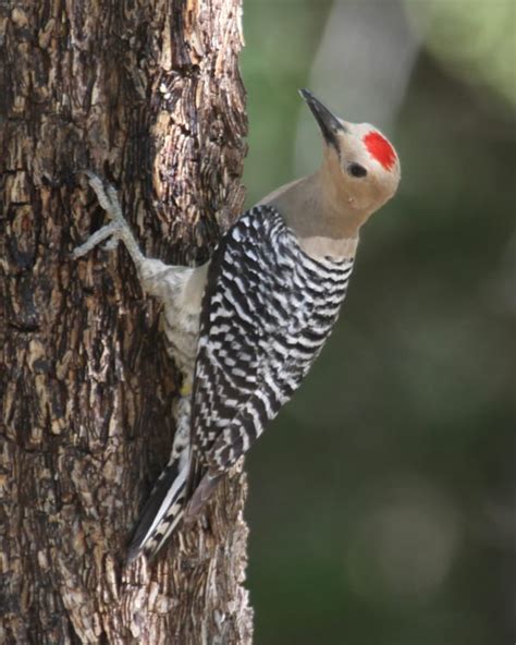 Gila Woodpecker Photos Birdspix