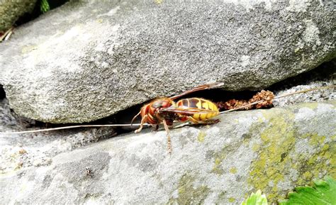 Suche 2 zimmer wohnungen wbs vorhanden. Wohnungsmangel in Deutschland: Hornisse auf Wohnungssuche ...