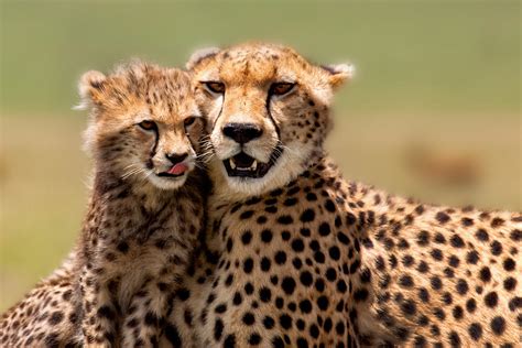 Cheetah Mom And Cubs Succed