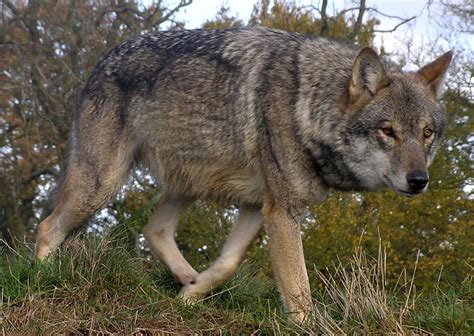 Filelunca European Wolf Wikimedia Commons