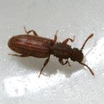 Images of Biting Household Pests