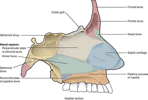 This Image Shows The Sagittal Section Of The Bones That Comprise The