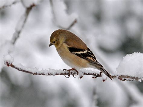 Luckily, there are simple ways to narrow down the possibilities. Backyard Bird List, Northern Virginia Suburbs