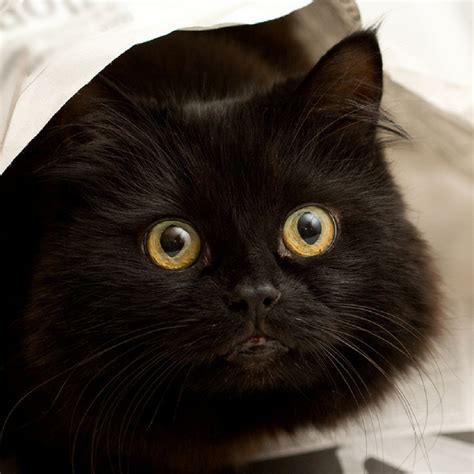 The Most Popular Black Cat Names For Your New Kitten Crazy Cat Lady