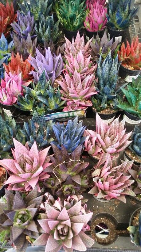 Nothing could be further from the truth. The Home Depot | Home depot, The home depot, Succulents