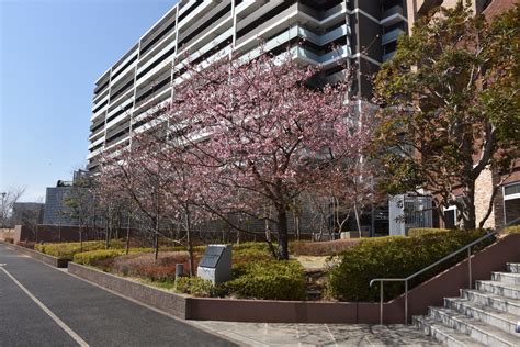 【2023研究学園の桜1】今年も桜の季節がやってきた！