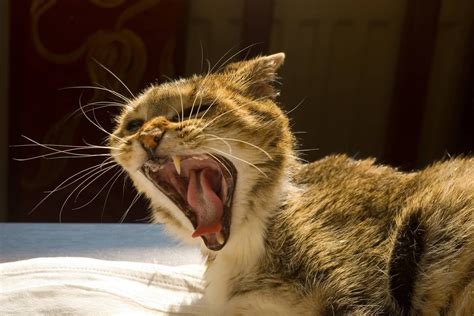 Cats begin losing their baby teeth around 12 weeks of age, though the timing will vary slightly from kitten to kitten. When Do Kittens Lose Their Canine Teeth - TeethWalls