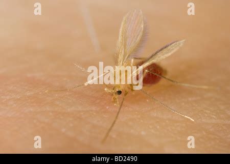 Female Phlebotomine Sand Fly Phlebotomus Argentipes Biting A Human Arm Stock Photo Alamy