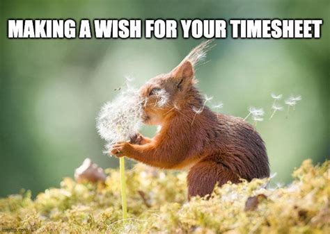 Making A Wish For Your Timesheet Imgflip