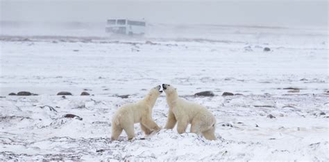 How To Survive A Polar Bear Attack
