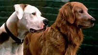 Our 20 favorite films about dogs | Yardbarker