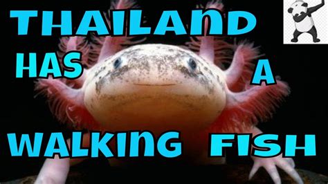 Thailand Has A Walking Fish Interesting Facts About Thailand Youtube