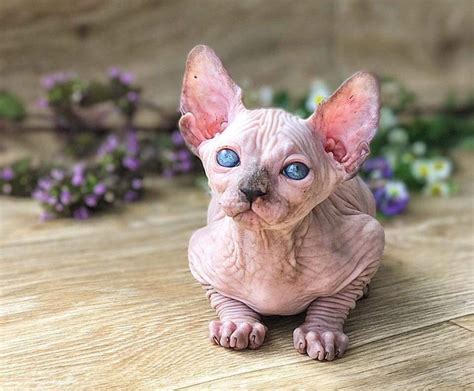 Lovely Hairless Sphynx Kittens Available For Adoption