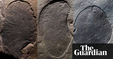 558m Year Old Fossils Identified As Oldest Known Animal Science The