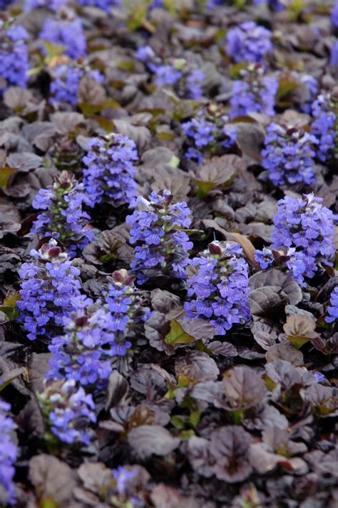 Claire Dalgety Perennial Flowering Ground Cover Shade The Top 12